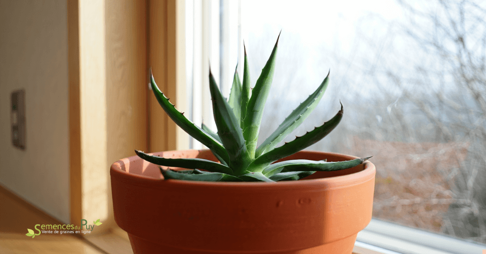 Comment planter une agave en pot ?